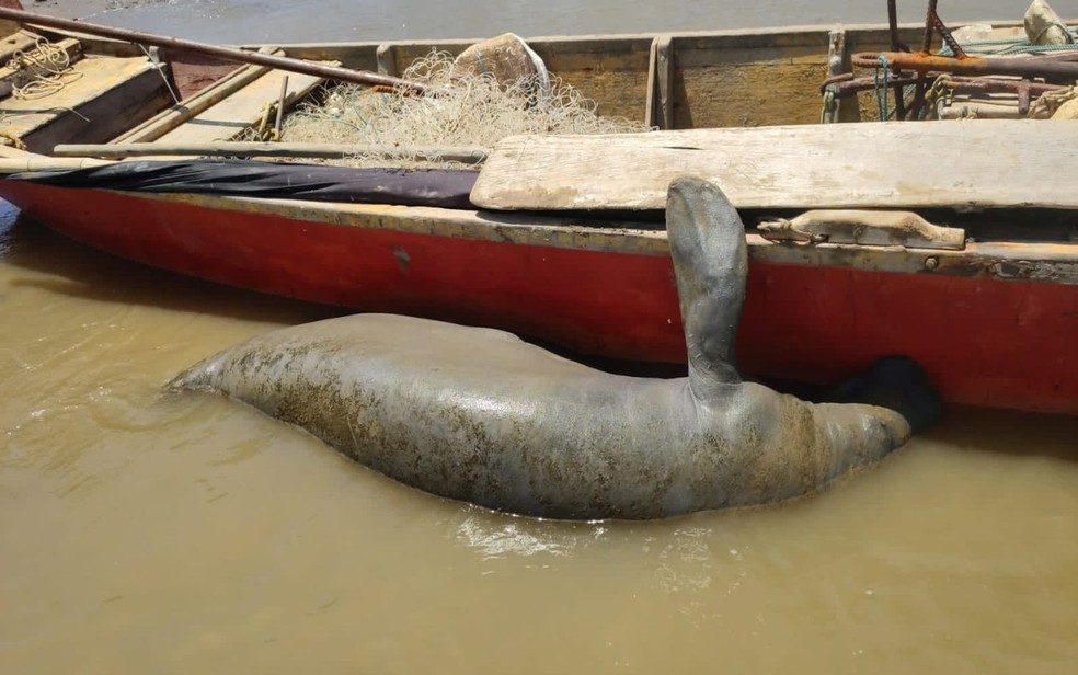 Peixe-boi é encontrado na foz do Rio Sergipe na Grande Aracaju
