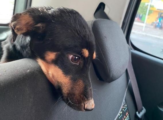 Abandonado há mais de 15 dias, cão em situação de maus-tratos é resgatado pela Polícia Civil de Lagarto