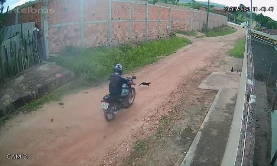 Polícia Civil identifica autor de atropelamento de gato em Lagarto