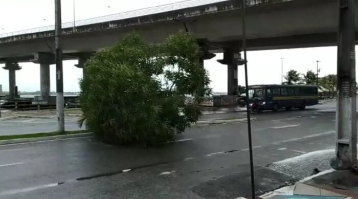 Chuvas e ventos provocam queda de árvore em Aracaju